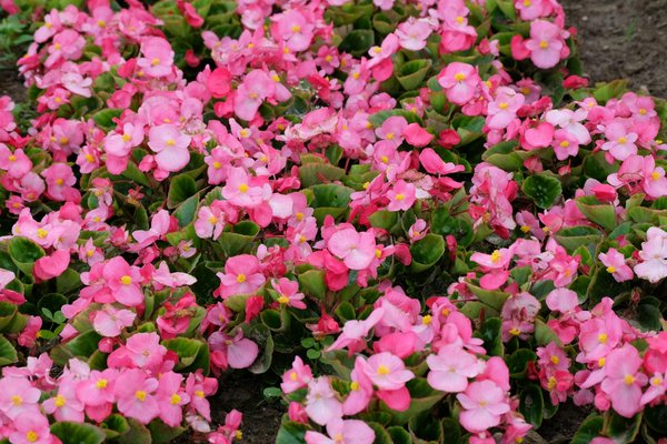 Meilleurs barbecues : transformez vos repas d'été en festins !