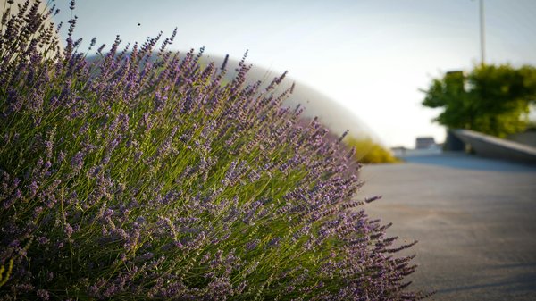 Le Guide Ultime pour Comprendre les Frais d'Agence Immobilière : Astuces et Conseils Indispensables