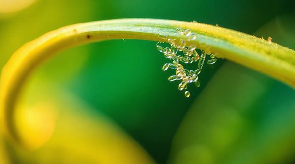 Stratégies efficaces utilisant les nématodes pour contrôler les mouches terreaux